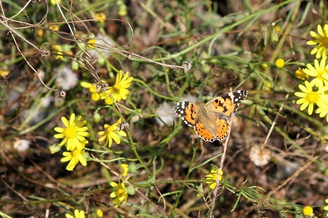 La bellezza  nei colori ma la grazia  nel volo